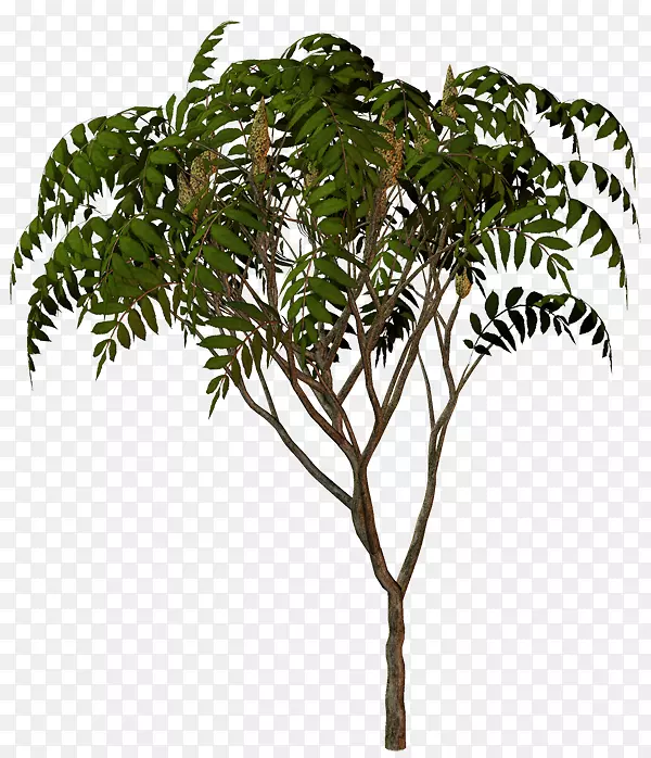 棕榈树、花盆植物、植物茎枝