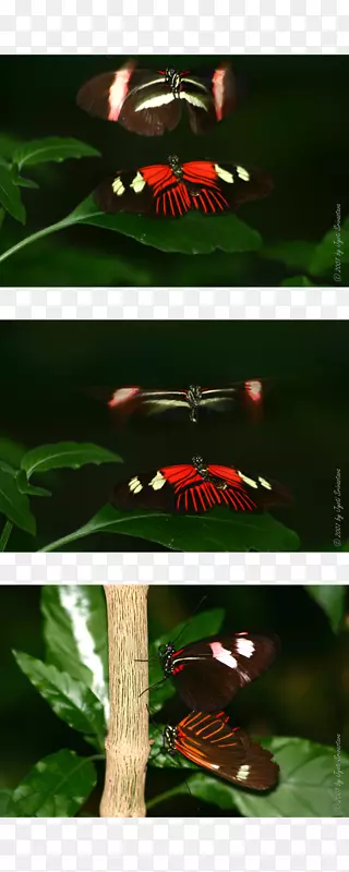 蝴蝶·佩吉·诺特伯特自然博物馆自然历史博物馆温室-蝴蝶