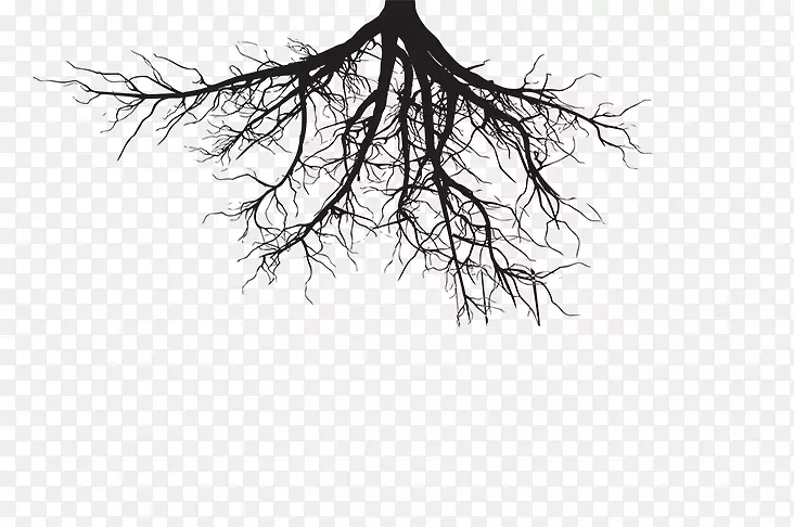松树常绿根-植物的根