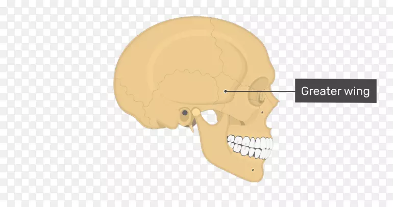耳鼻骨头骨解剖-翼颅骨