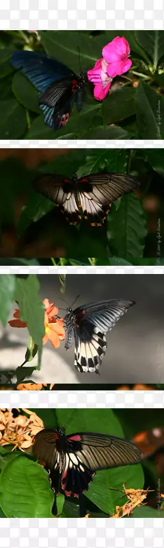 蝴蝶佩吉·诺特伯特自然博物馆自然历史博物馆动物-蝴蝶