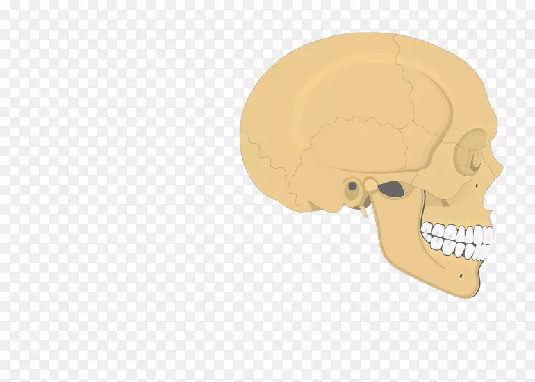 颞骨鼻额突颅骨颧骨过程