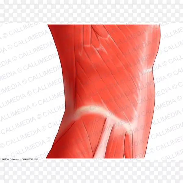 腹直肌腹部肌肉系统股外侧肌