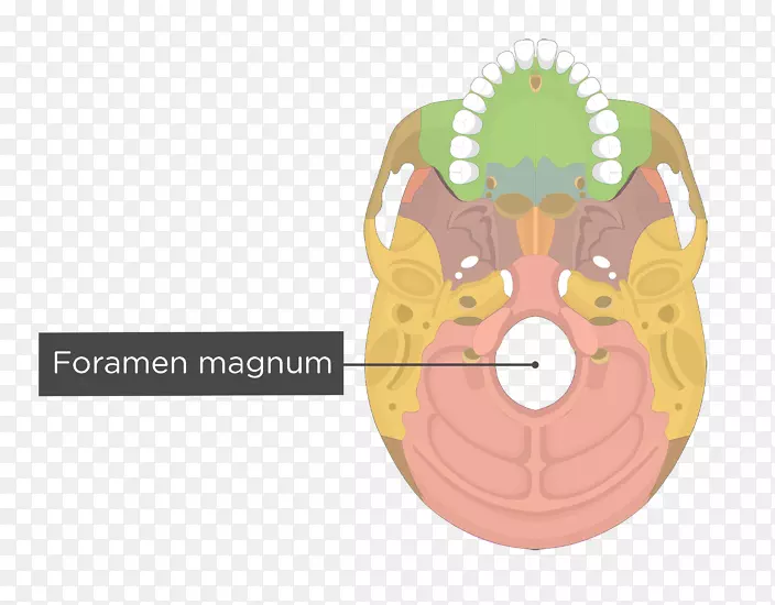 腭骨，枕骨，泪骨，人骨骼-颅骨