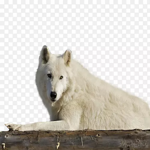 阿拉斯加苔原狼野生动物鼻子灰狼-动物