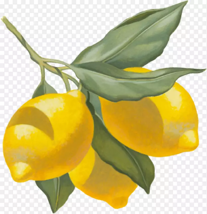 克莱门汀柠檬APéritif橘子餐厅-柠檬鸡