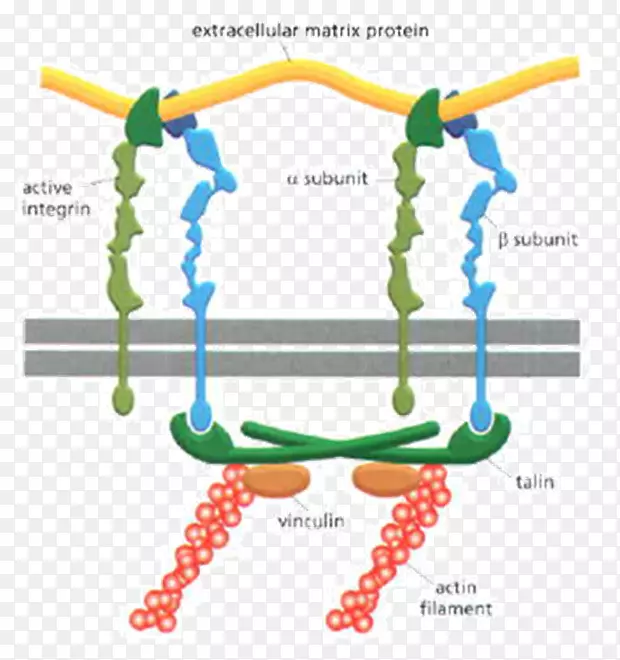 整合素细胞外基质层粘连蛋白细胞骨架