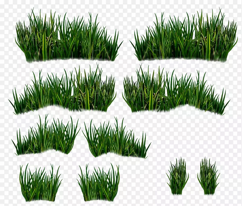 香根草植被商品草坪