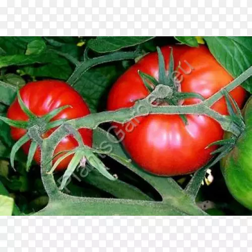 马曼德番茄籽油传家宝番茄牛排番茄