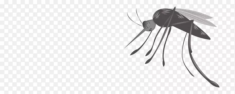 蚊线艺术昆虫画蝴蝶-蚊子