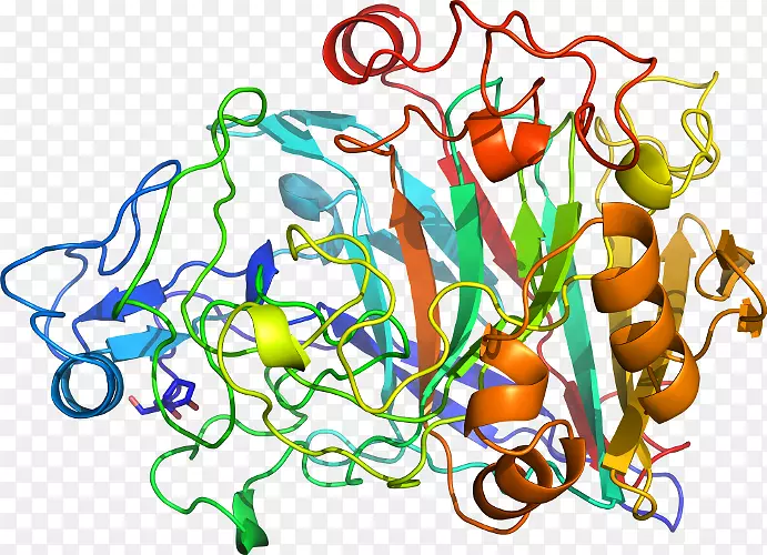 细胞理论的分子生物学-CELULăeucariotă酶-Other