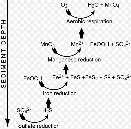 氧化还原沉积物成岩作用呼吸化学-自然、海洋动物、海洋微生物