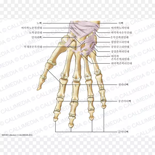 解剖腕骨人骨骼韧带手