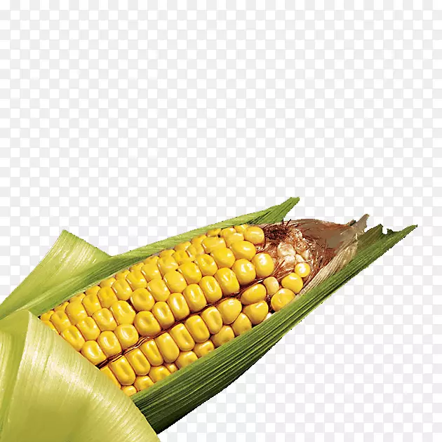 玉米芯上的玉米-玉米田玉米-玉米