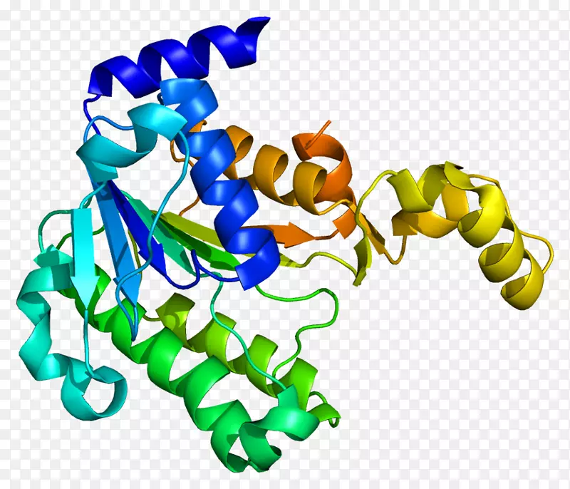 htatip 2基因蛋白转移抑制因子甘露糖受体