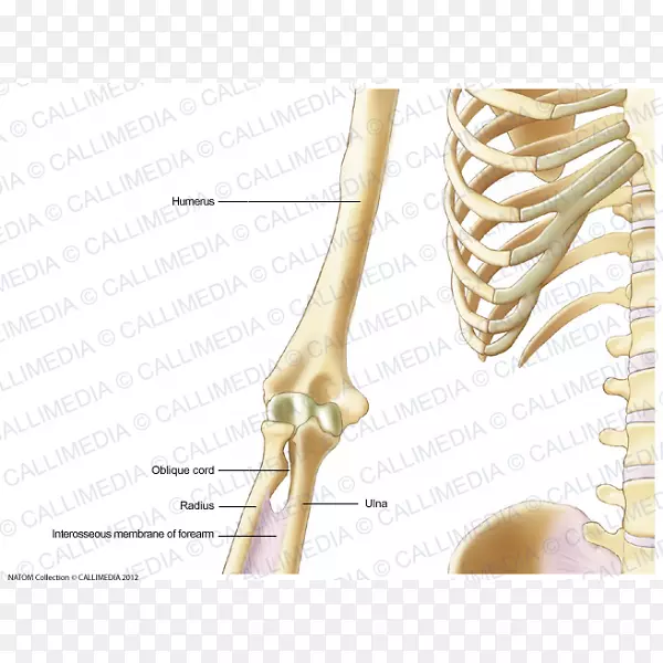 人体骨骼神经系统解剖臂
