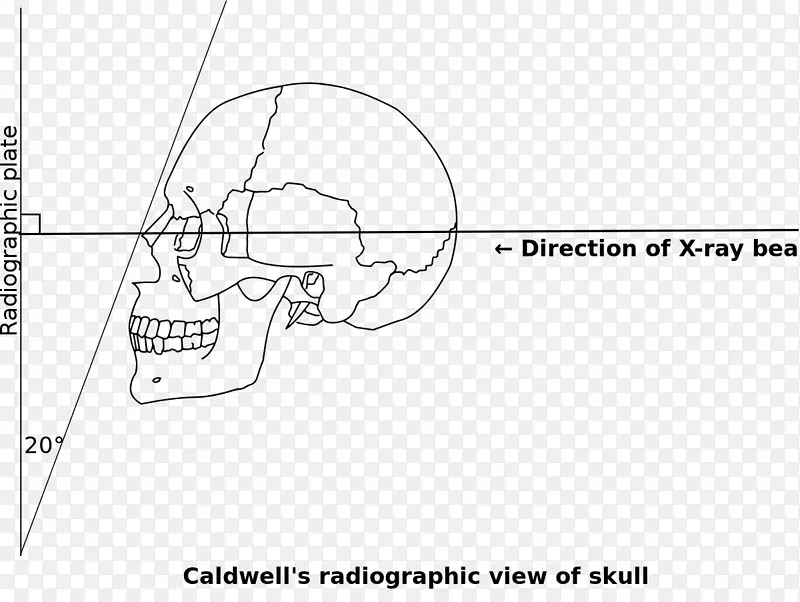 Calwell的视点轨道线/m/02csf文件角