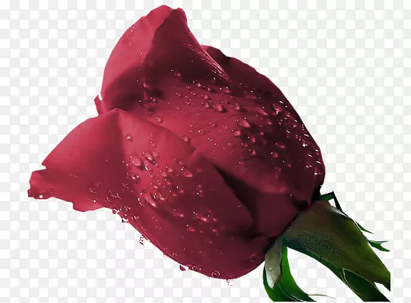 剪贴画-紫罗兰玫瑰