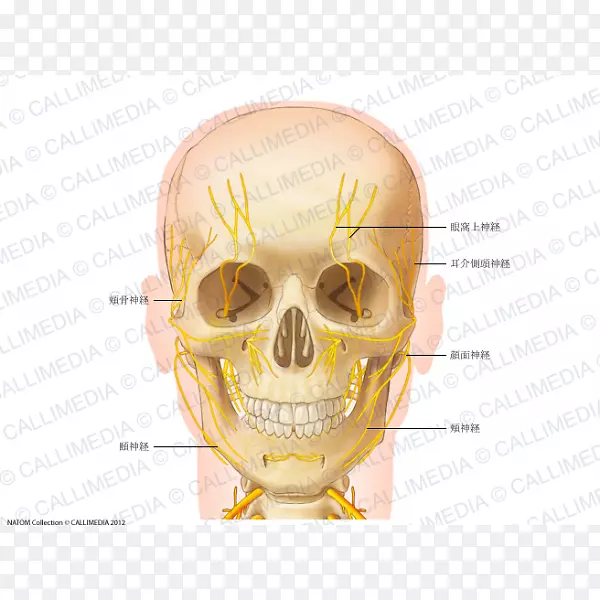 头颈部解剖人体神经颈耳颞神经前三角