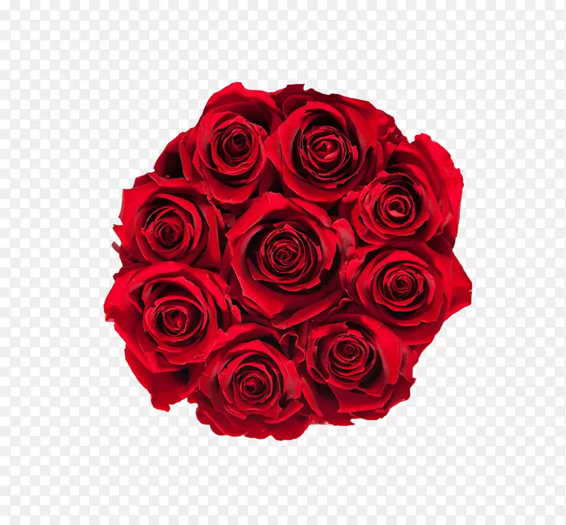 花园玫瑰，花卉设计，切花，花束-皇家红色