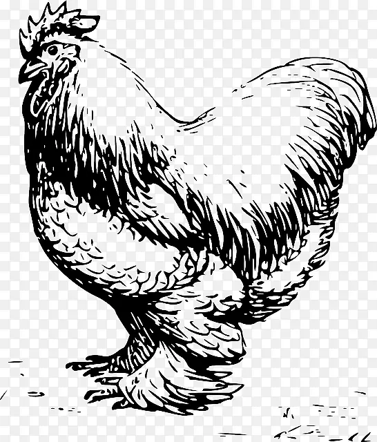 普利茅斯石鸡、科钦鸡、莱霍恩鸡、多金鸡、公鸡.羽毛绘制