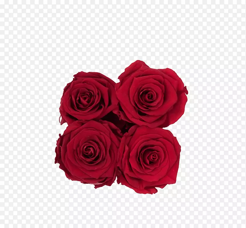 花园玫瑰，红色切花，花束-皇家红色