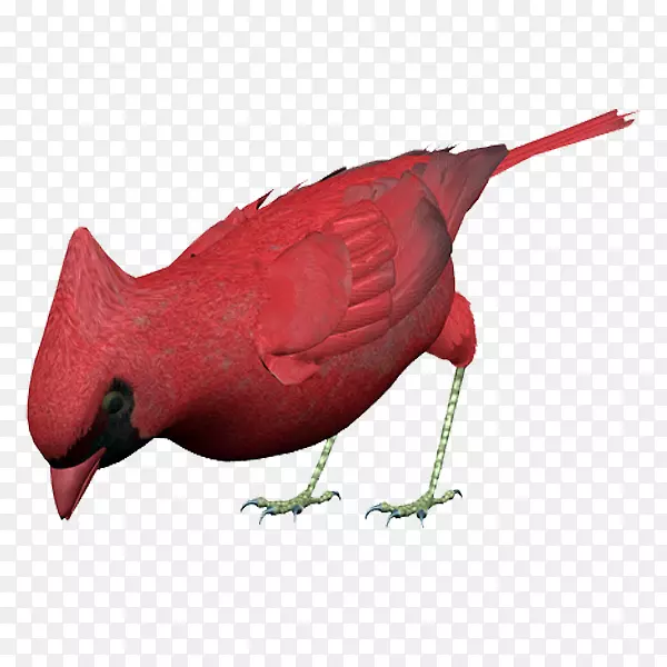 喙鸟博客动物-红鸟