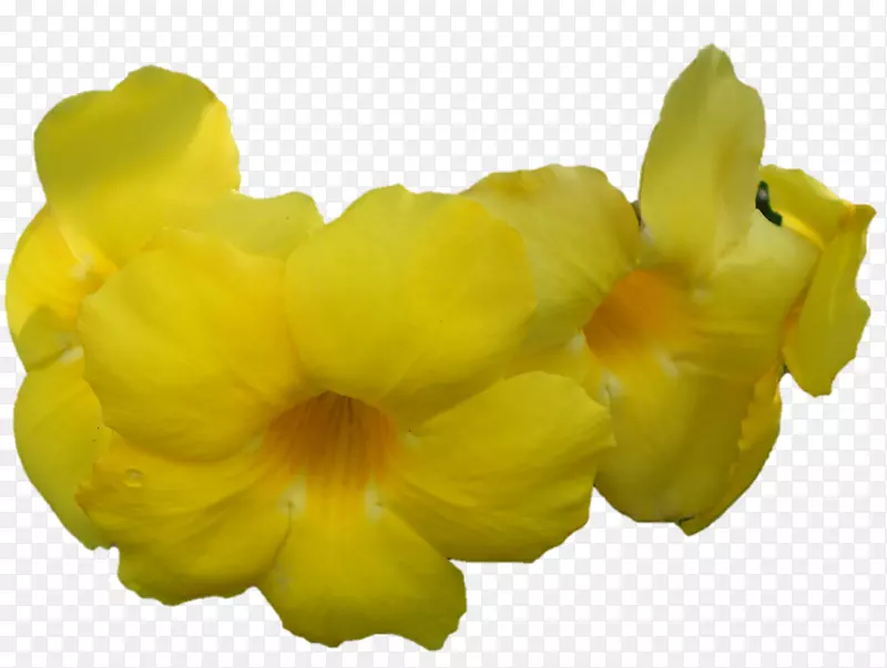 花瓣古鲁普尼马图像