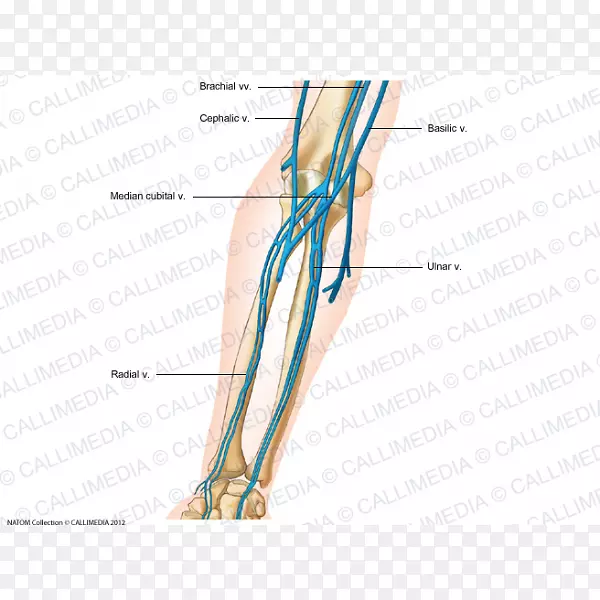 拇指静脉前臂人体解剖学.手