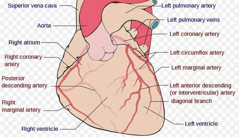 冠状动脉循环右冠状动脉左冠状动脉病变冠状动脉解剖