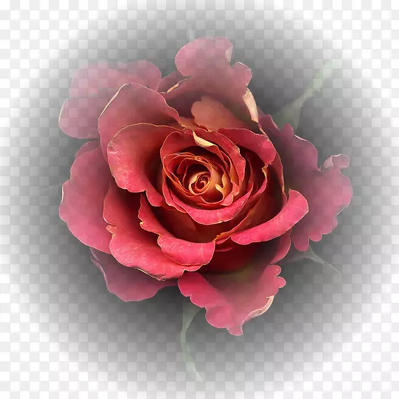 花园玫瑰切花卷心菜玫瑰摄影-цветыакварель