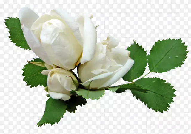 花园玫瑰白色剪贴画-粉红色白色