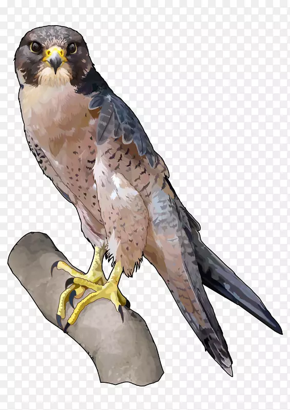[医]黑麦猎鹰游隼形状花序(Saker Falconhalcon)PNG图片素材下载_图片编号5557381-PNG素材网
