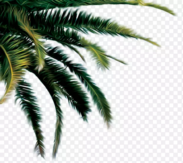 嘉吉椰子棕榈树-椰子