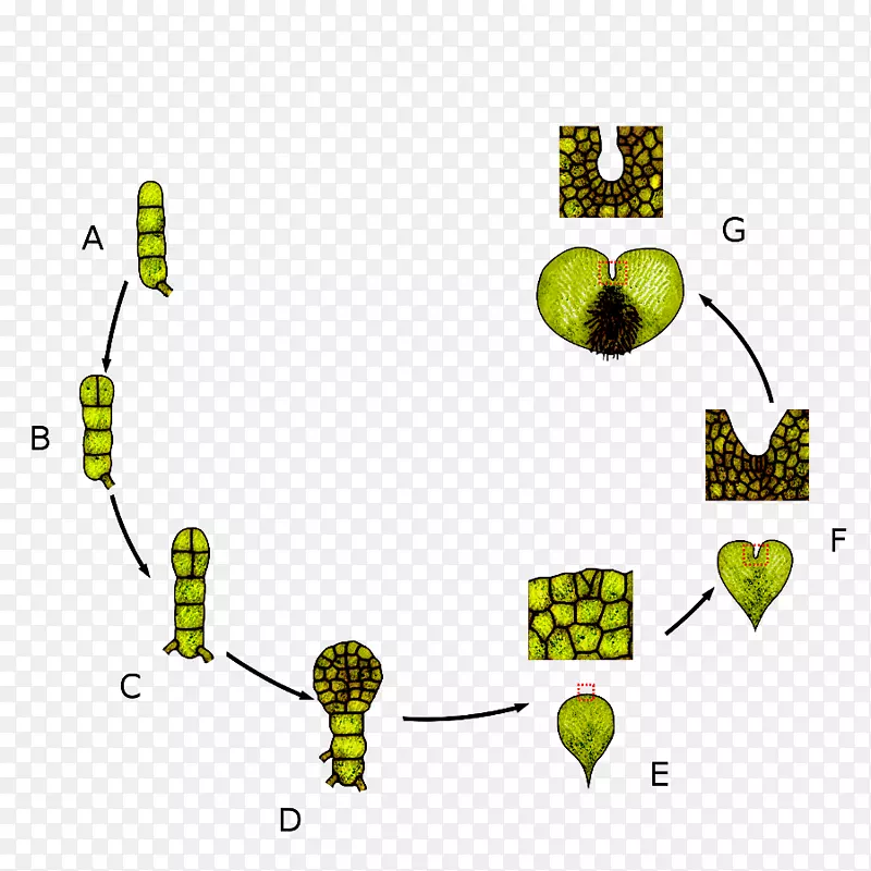 叶质生物生命周期孢子体维管植物-发育周期