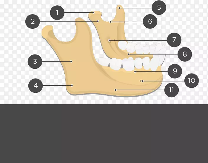 下颌骨解剖面部骨骼牙槽突-骨足部解剖