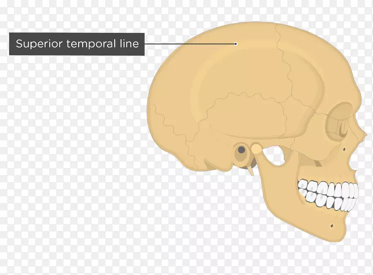 颅骨颞线顶骨解剖颅骨