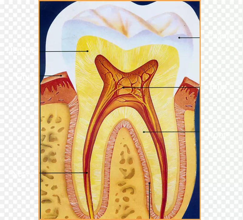 人类牙齿牙髓治疗摄影-牙医卡通