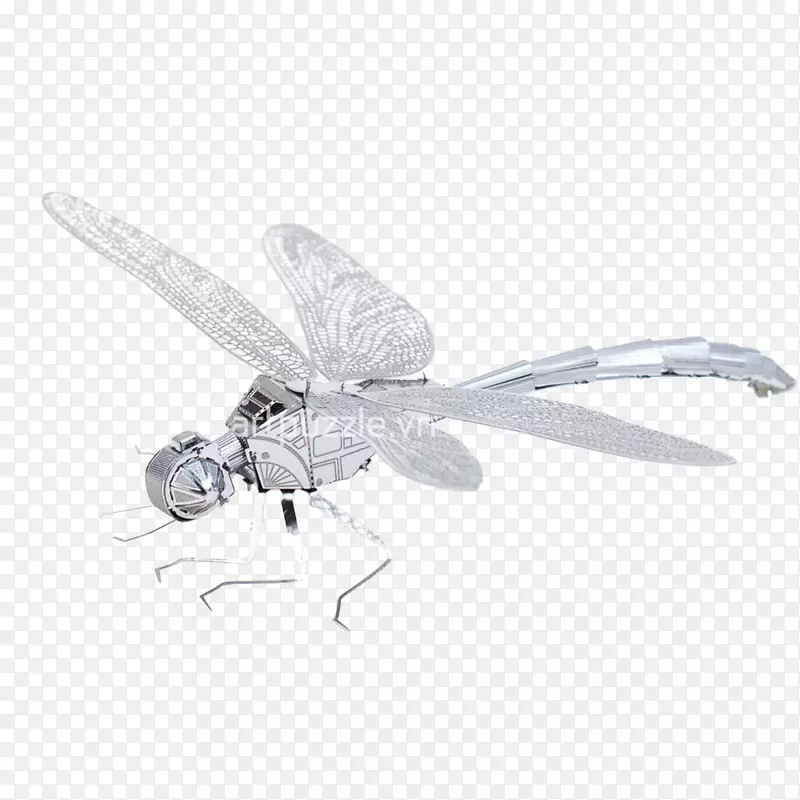 蜻蜓、昆虫、蝴蝶和飞蛾-楚氏ồn