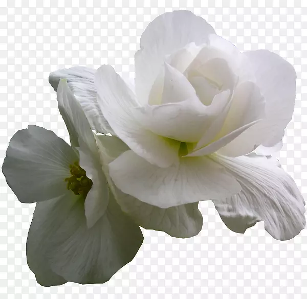 白色桌面壁纸兰花切花