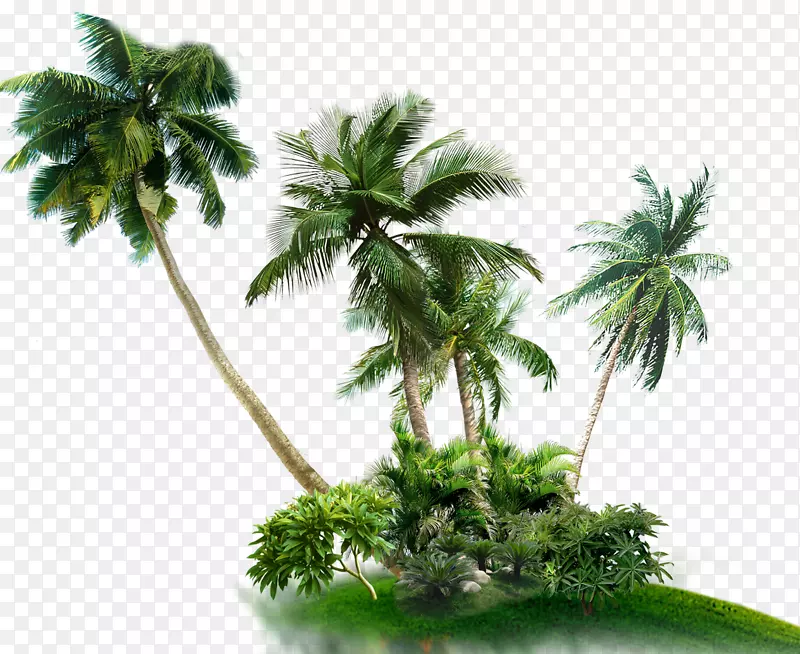 棕榈树亚洲棕榈椰子