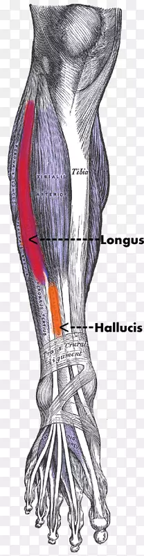 胫前肌，胫后肌，人体解剖-肌肉腿