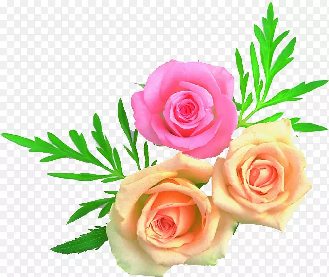 花园玫瑰，卷心菜，玫瑰，花型，切花，花束