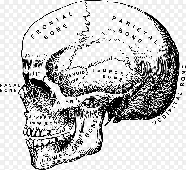 头骨人体骨骼解剖夹艺术-头骨侧
