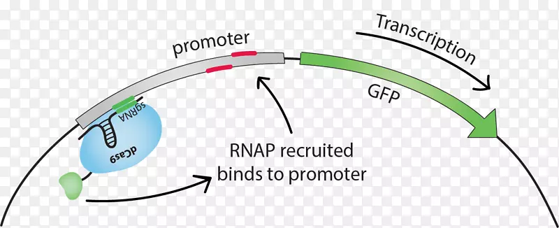 活化系统启动子转录因子绿色荧光蛋白转录因子