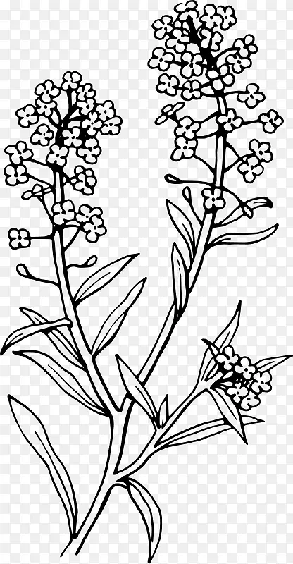 英国薰衣草甜萼色植物.花纹身