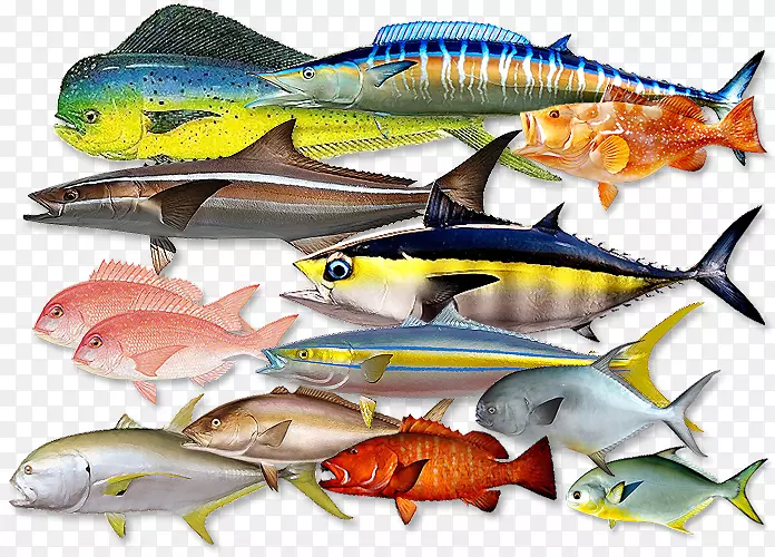 沙丁鱼，鲭鱼，产品，凤尾鱼，油性鱼-马氏鱼