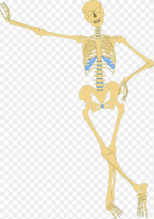 人体骨骼-人体骨夹艺术-头骨和骨