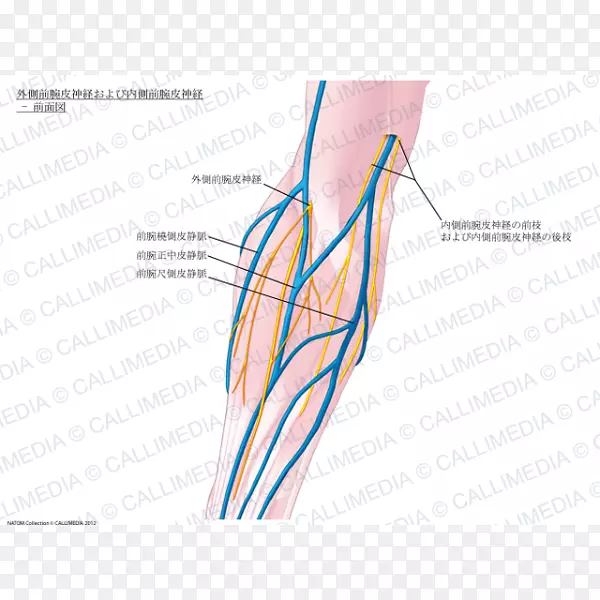 大拇指前臂基底静脉内侧皮神经三维盒