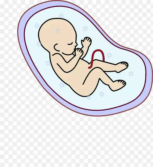 人胚胎发生-胚胎剪贴术-妊娠